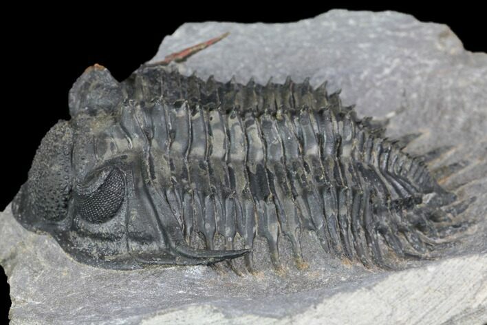 Spiny Delocare (Saharops) Trilobite - Bou Lachrhal, Morocco #146695